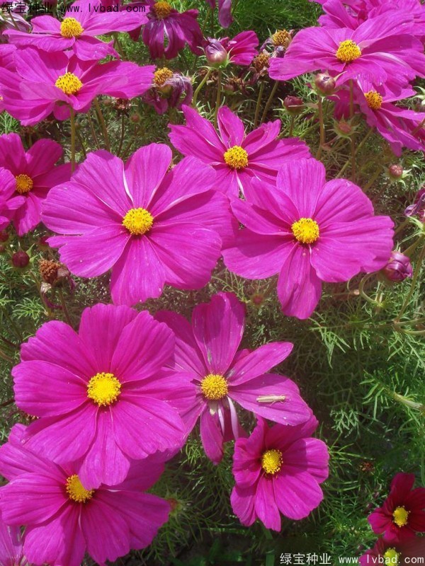 波斯菊<a href='http://m.zishuwang.com.cn/' target='_blank'>種子</a>