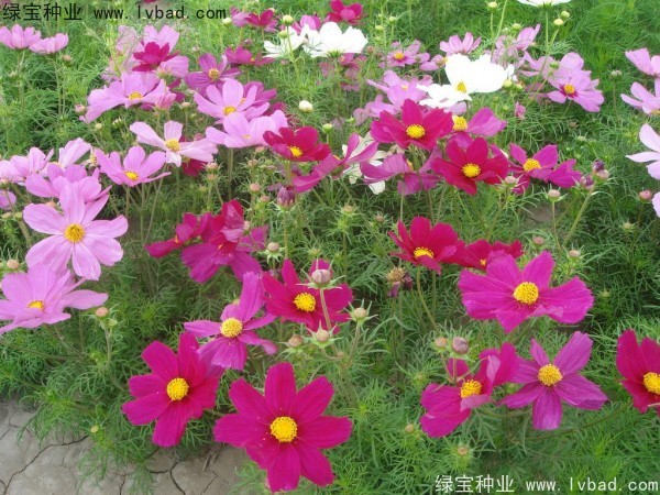 <a href='http://m.zishuwang.com.cn/caohuazhongzi/12.html' target='_blank'>波斯菊種子</a>