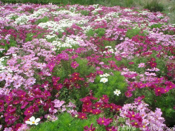 <a href='http://m.zishuwang.com.cn/caohuazhongzi/12.html' target='_blank'>波斯菊種子</a>