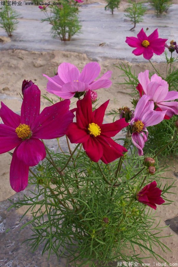 <a href='http://m.zishuwang.com.cn/caohuazhongzi/12.html' target='_blank'>波斯菊種子</a>