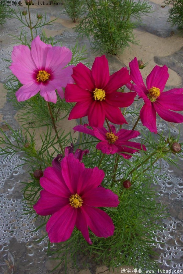 波斯菊<a href='http://m.zishuwang.com.cn/' target='_blank'>種子</a>