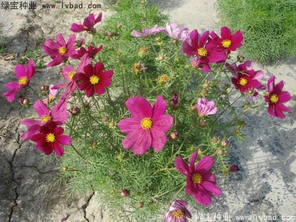 波斯菊<a href='http://m.zishuwang.com.cn/' target='_blank'>種子</a>