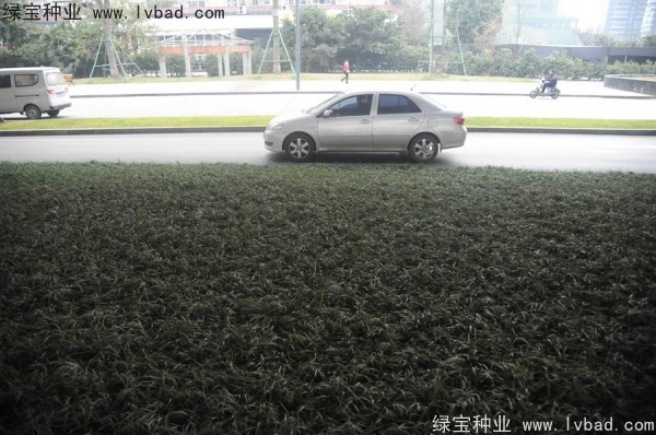 麥冬草<a href='http://m.zishuwang.com.cn/' target='_blank'>種子</a>