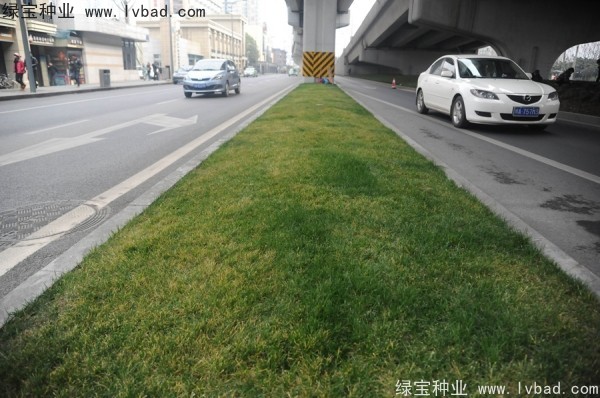 麥冬草<a href='http://m.zishuwang.com.cn/' target='_blank'>種子</a>