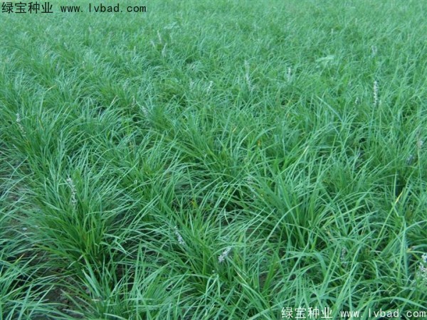 <a href='http://m.zishuwang.com.cn/linmuzhongzi/1695.html' target='_blank'>麥冬草</a><a href='http://m.zishuwang.com.cn/' target='_blank'>種子</a>