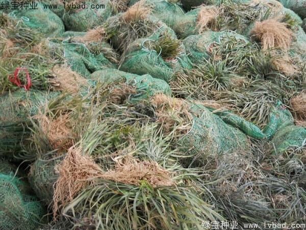 <a href='http://m.zishuwang.com.cn/linmuzhongzi/1695.html' target='_blank'>麥冬草種子</a>