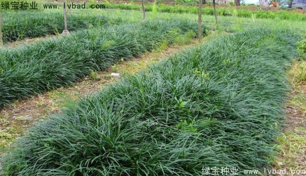 <a href='http://m.zishuwang.com.cn/linmuzhongzi/1695.html' target='_blank'>麥冬草種子</a>
