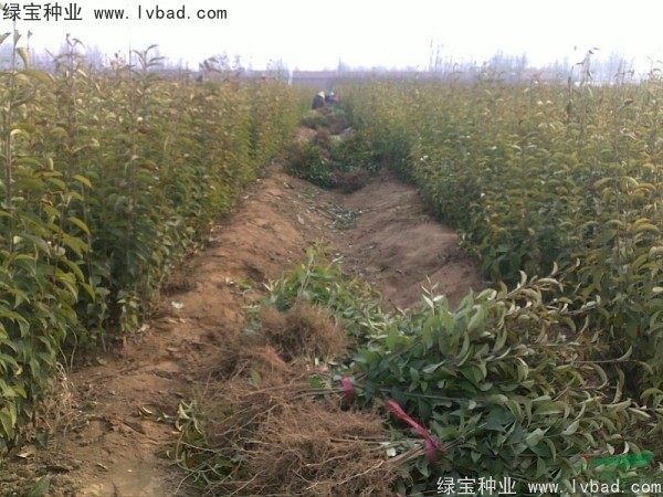 <a href='http://m.zishuwang.com.cn/linmuzhongzi/1696.html' target='_blank'>大葉女貞種子</a>