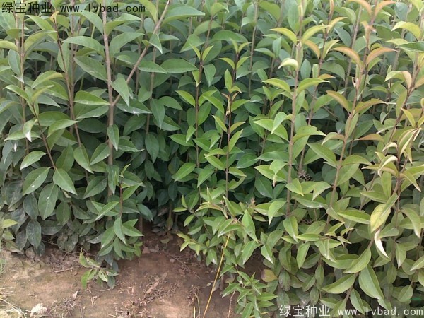<a href='http://m.zishuwang.com.cn/linmuzhongzi/1696.html' target='_blank'>大葉女貞種子</a>