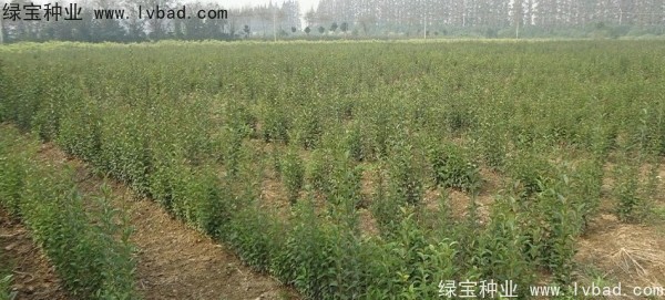 <a href='http://m.zishuwang.com.cn/linmuzhongzi/1696.html' target='_blank'>大葉女貞種子</a>