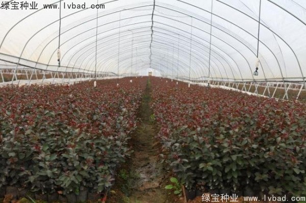 紫薇<a href='http://m.zishuwang.com.cn/' target='_blank'>種子</a>