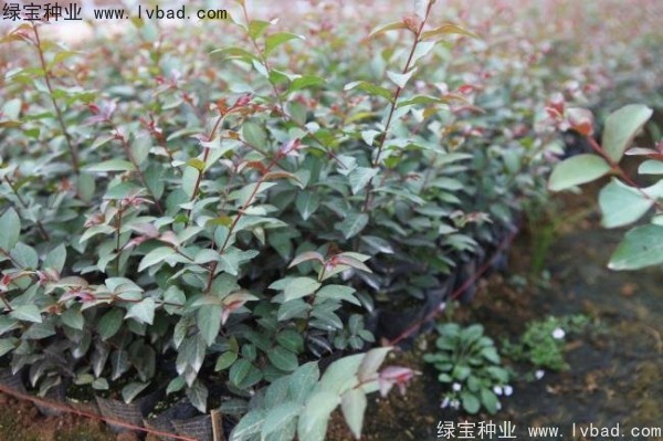 <a href='http://m.zishuwang.com.cn/linmuzhongzi/1698.html' target='_blank'>紫薇種子</a>