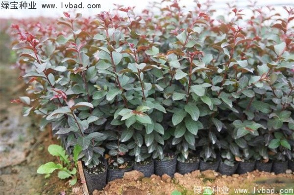 <a href='http://m.zishuwang.com.cn/linmuzhongzi/1698.html' target='_blank'>紫薇種子</a>