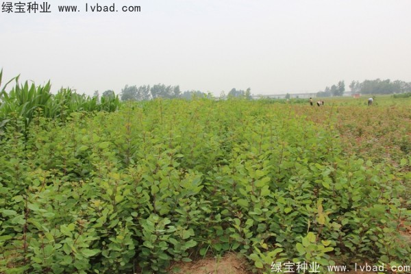 黃櫨<a href='http://m.zishuwang.com.cn/' target='_blank'>種子</a>