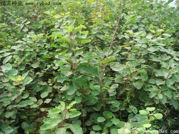 黃櫨<a href='http://m.zishuwang.com.cn/' target='_blank'>種子</a>