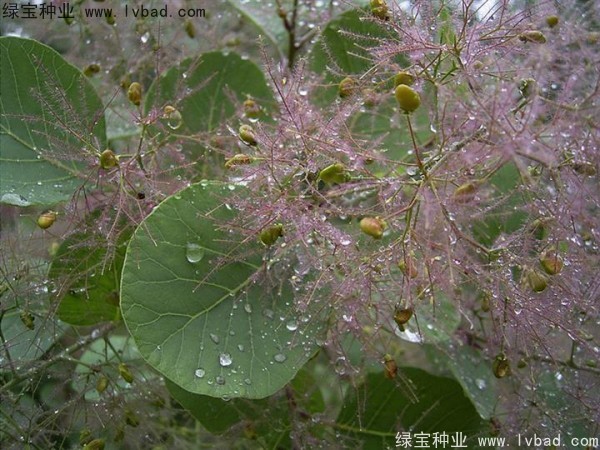 <a href='http://m.zishuwang.com.cn/linmuzhongzi/1699.html' target='_blank'>黃櫨種子</a>