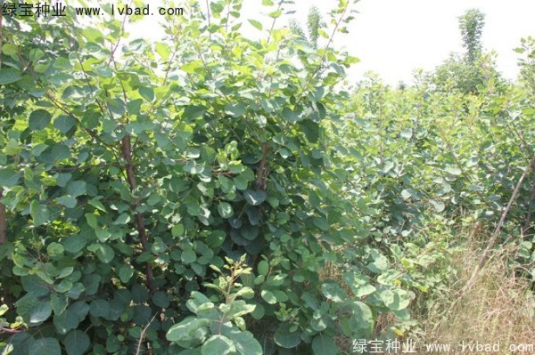 黃櫨<a href='http://m.zishuwang.com.cn/' target='_blank'>種子</a>