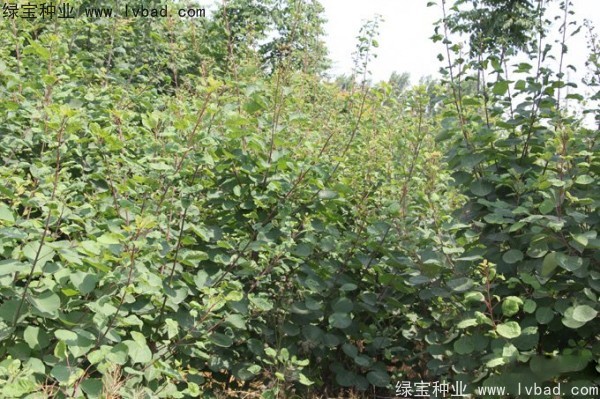 <a href='http://m.zishuwang.com.cn/linmuzhongzi/1699.html' target='_blank'>黃櫨種子</a>