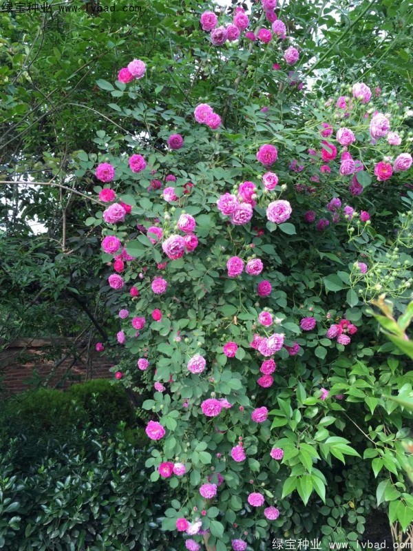 薔薇<a href='http://m.zishuwang.com.cn/' target='_blank'>種子</a>