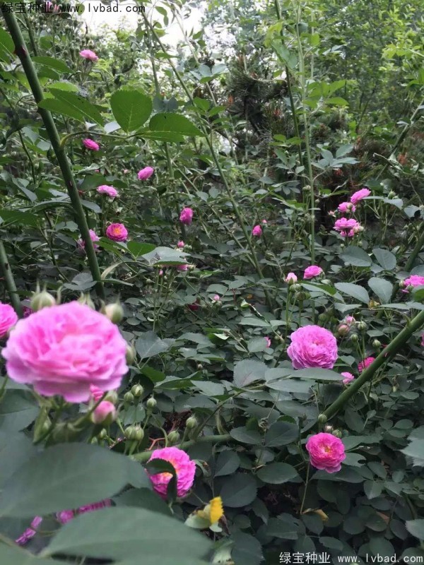 <a href='http://m.zishuwang.com.cn/linmuzhongzi/1702.html' target='_blank'>薔薇種子</a>