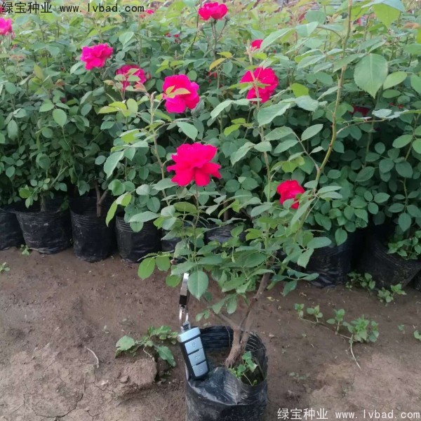<a href='http://m.zishuwang.com.cn/linmuzhongzi/1702.html' target='_blank'>薔薇</a><a href='http://m.zishuwang.com.cn/' target='_blank'>種子</a>