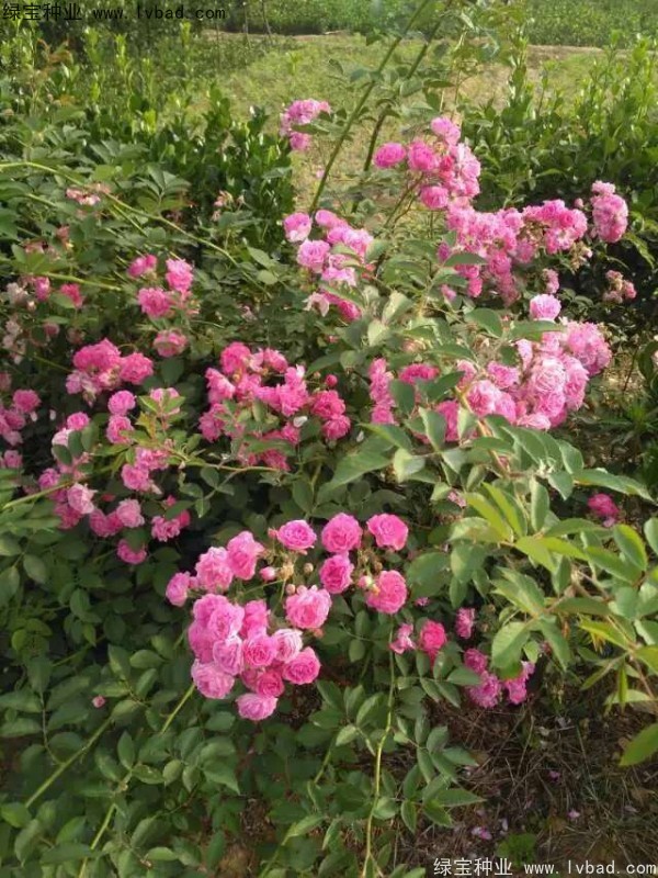 <a href='http://m.zishuwang.com.cn/linmuzhongzi/1702.html' target='_blank'>薔薇</a><a href='http://m.zishuwang.com.cn/' target='_blank'>種子</a>