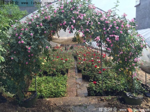 <a href='http://m.zishuwang.com.cn/linmuzhongzi/1702.html' target='_blank'>薔薇種子</a>