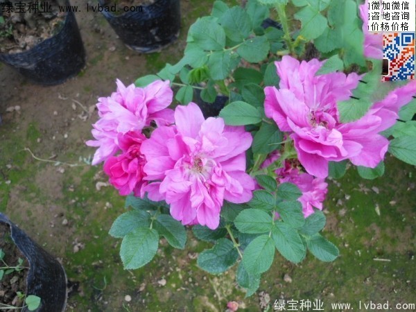 <a href='http://m.zishuwang.com.cn/linmuzhongzi/1704.html' target='_blank'>玫瑰花種子</a>