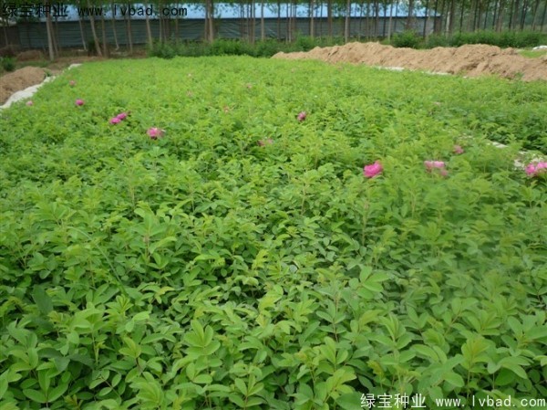 <a href='http://m.zishuwang.com.cn/linmuzhongzi/1704.html' target='_blank'>玫瑰花</a><a href='http://m.zishuwang.com.cn/' target='_blank'>種子</a>