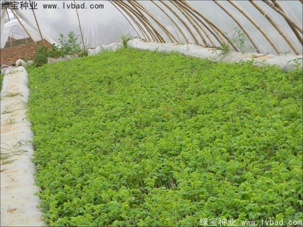 <a href='http://m.zishuwang.com.cn/linmuzhongzi/1704.html' target='_blank'>玫瑰花種子</a>