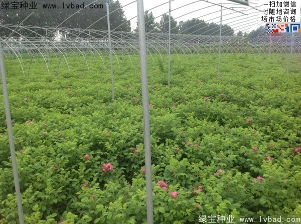 玫瑰花<a href='http://m.zishuwang.com.cn/' target='_blank'>種子</a>