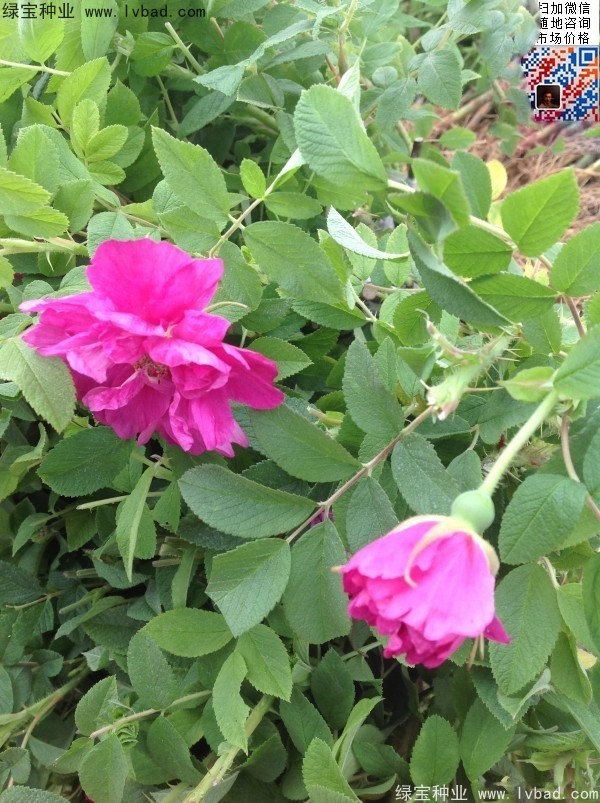 <a href='http://m.zishuwang.com.cn/linmuzhongzi/1704.html' target='_blank'>玫瑰花種子</a>