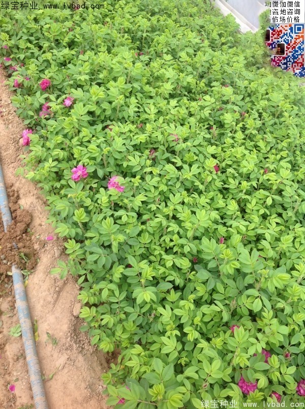 玫瑰花<a href='http://m.zishuwang.com.cn/' target='_blank'>種子</a>