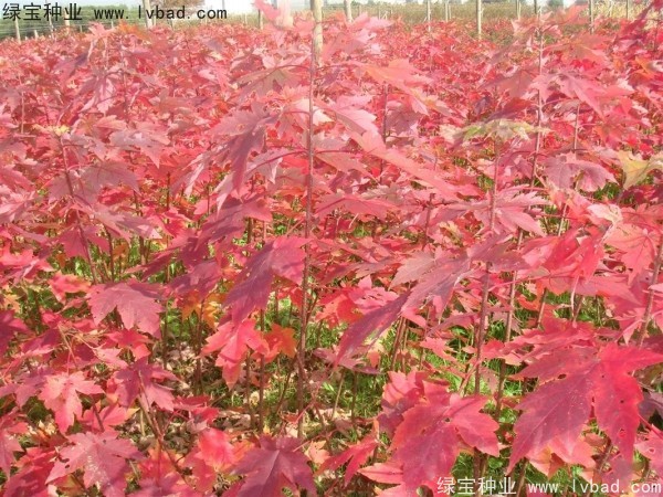紅楓<a href='http://m.zishuwang.com.cn/' target='_blank'>種子</a>