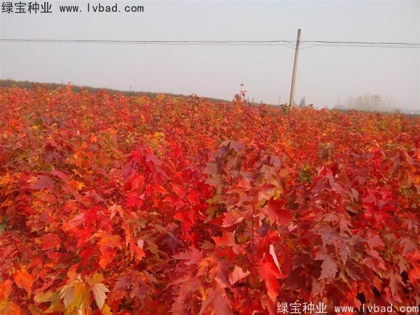 <a href='http://m.zishuwang.com.cn/linmuzhongzi/1706.html' target='_blank'>紅楓種子</a>