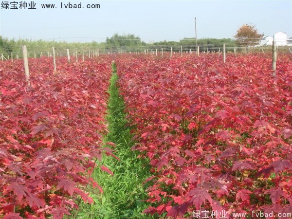 <a href='http://m.zishuwang.com.cn/linmuzhongzi/1706.html' target='_blank'>紅楓</a><a href='http://m.zishuwang.com.cn/' target='_blank'>種子</a>