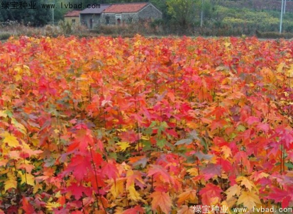 紅楓<a href='http://m.zishuwang.com.cn/' target='_blank'>種子</a>