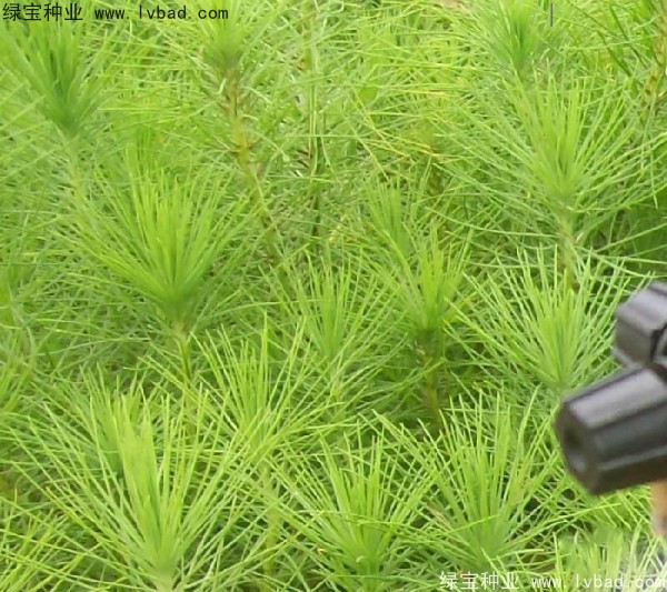 <a href='http://m.zishuwang.com.cn/linmuzhongzi/1708.html' target='_blank'>馬尾松種子</a>