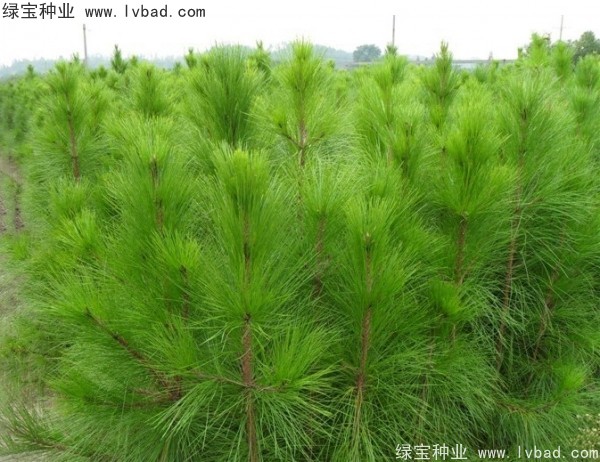 <a href='http://m.zishuwang.com.cn/linmuzhongzi/1708.html' target='_blank'>馬尾松種子</a>