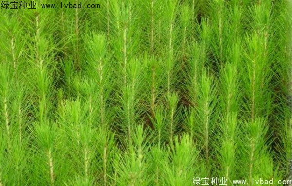 <a href='http://m.zishuwang.com.cn/linmuzhongzi/1708.html' target='_blank'>馬尾松種子</a>