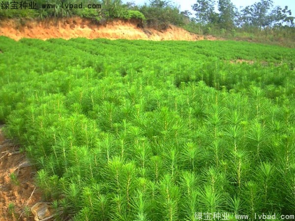 馬尾松<a href='http://m.zishuwang.com.cn/' target='_blank'>種子</a>