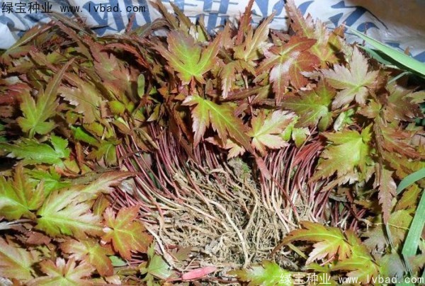 <a href='http://m.zishuwang.com.cn/linmuzhongzi/1711.html' target='_blank'>雞爪槭</a><a href='http://m.zishuwang.com.cn/' target='_blank'>種子</a>