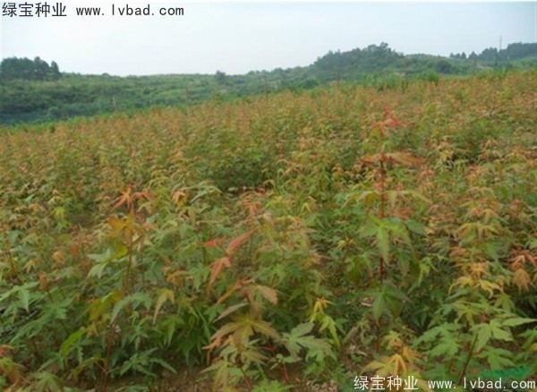 <a href='http://m.zishuwang.com.cn/linmuzhongzi/1711.html' target='_blank'>雞爪槭種子</a>