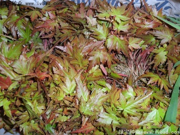 <a href='http://m.zishuwang.com.cn/linmuzhongzi/1711.html' target='_blank'>雞爪槭種子</a>