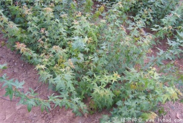 <a href='http://m.zishuwang.com.cn/linmuzhongzi/1711.html' target='_blank'>雞爪槭種子</a>