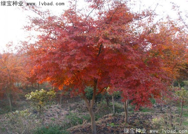 雞爪槭<a href='http://m.zishuwang.com.cn/' target='_blank'>種子</a>