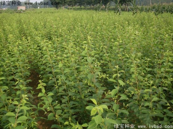 <a href='http://m.zishuwang.com.cn/linmuzhongzi/1715.html' target='_blank'>榆葉梅種子</a>