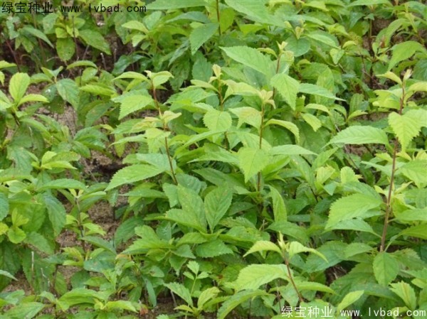 <a href='http://m.zishuwang.com.cn/linmuzhongzi/1715.html' target='_blank'>榆葉梅種子</a>