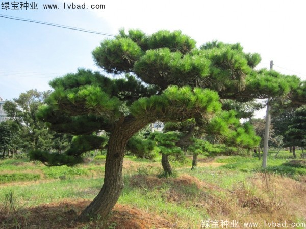 <a href='http://m.zishuwang.com.cn/linmuzhongzi/1716.html' target='_blank'>黑松種子</a>