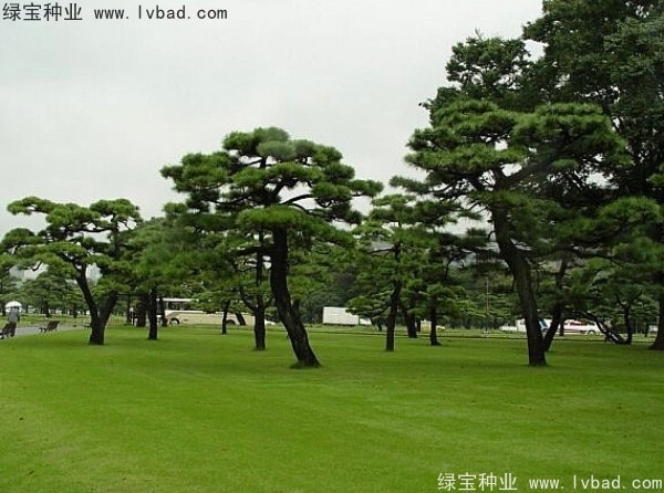 <a href='http://m.zishuwang.com.cn/linmuzhongzi/1716.html' target='_blank'>黑松種子</a>